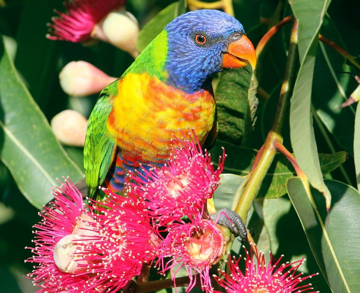 Rainbow lorikeet eating gum blossums. To symbolise colour and nature at Christmas in Australia